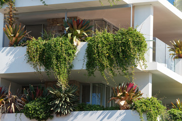 Lush green plants growing on white building