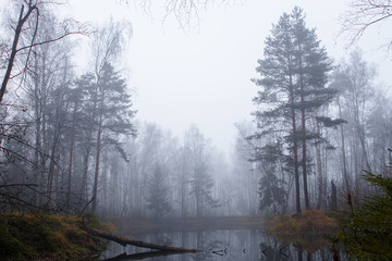 Forest lake in the fog. Pine forest.
