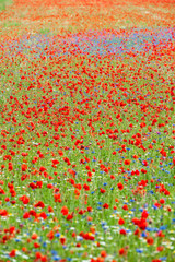 color explosion in the Umbrian hills after the blossoming of wild flowers. They remember some impressionist paintings