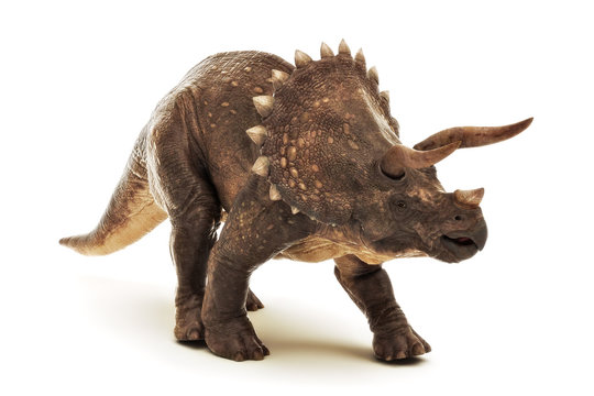 Triceratops Jurassic dinosaur reptile on a white background. 3d rendering