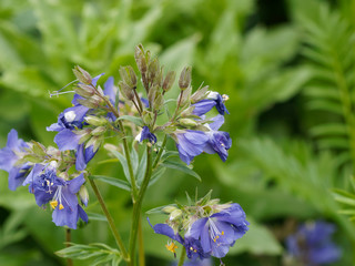 Polémoine bleue ou valériane grecque (Polemonium caeruleum)