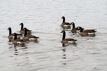 Canada geese swimming on the lake 