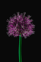 Purple onion flower on black background