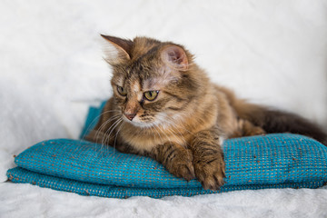 Chatte