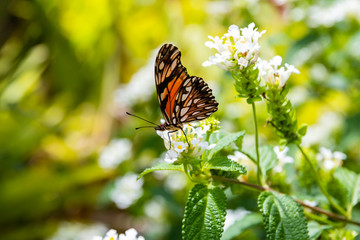 butterfly,  flower