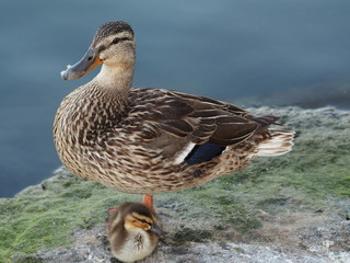 Mom and duckling