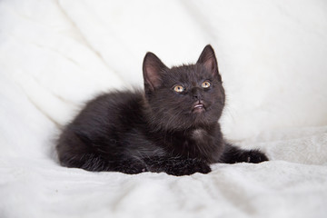 Chaton noir
