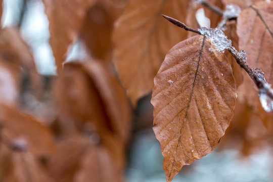 Brown frozen leaves with ice in winter