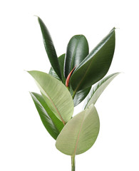 Beautiful rubber plant on white background. Home decor