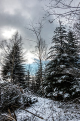 Snowy clearing in the middle of the winter forest