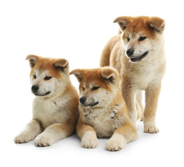 Cute akita inu puppies isolated on white