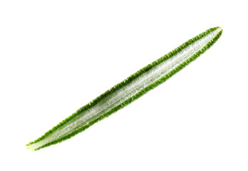 Fresh green rosemary leaf on white background