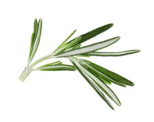 Fresh green rosemary leaves on white background