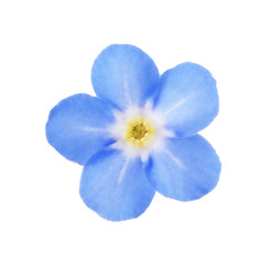 Fototapeta na wymiar Amazing spring forget-me-not flower on white background