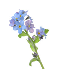 Obraz premium Amazing spring forget-me-not flowers on white background