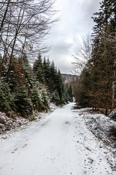 Snowy woodland path in the middle of the winter forest
