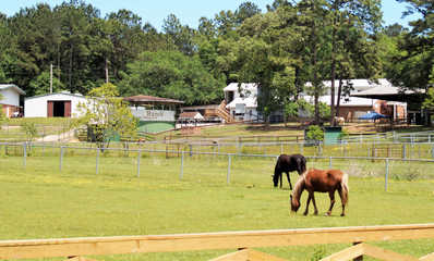 Horses grazing in a pasture 