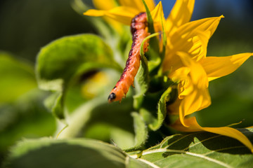 caterpillar on the sunflower