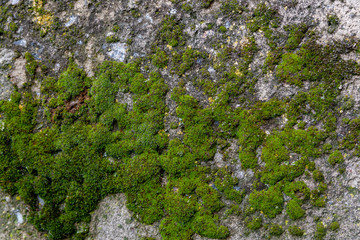 forest green eco moss on concrete wall