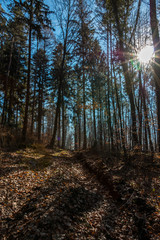 Woodland path in the middle of the forest and the sun