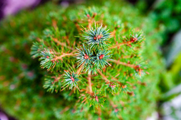 decorative all-season green pine spruce