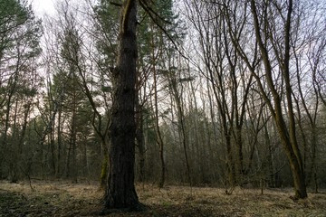Magic trees and paths in the forest during sunny day. Slovakia