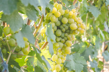 Ripening green grapes in the summer in the vineyard.