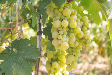 Ripening green grapes in the summer in the vineyard.