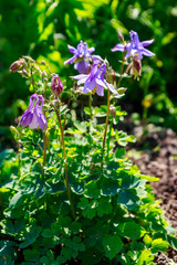 Delicate columbine flower (Aquilegia vulgaris) in garden