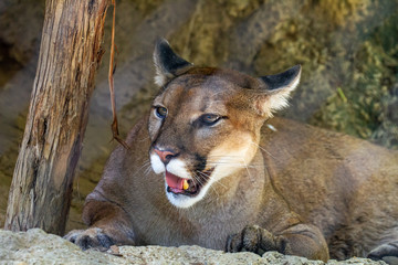 Cougar