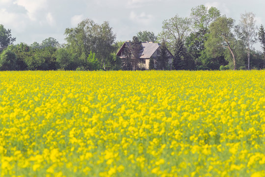 field of blooming rapeseed with a house in the distance