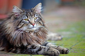 portrait of big tabby norwegian forest cat resting in the garden