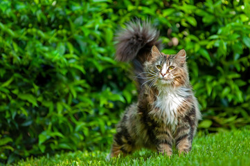 Naklejka na ściany i meble norwegian forest cat in the gardn with fluffy tail up