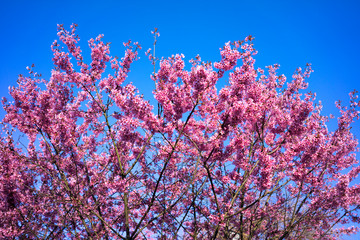 Spring Shidarezakura, Weeping Cherry, Beautiful Pink Cherry or Cherry Blossom, Blooming Spring Tree, Spring Floral Background, Sakura, Cherry Blossom, Cherry Tree with Flowers, Oriental Cherry Bloomin