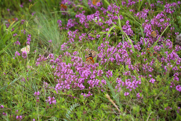 fresh thyme grows in the meadow