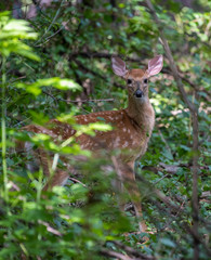 A white-tailed deer (Odocoileus virginianus) fawn