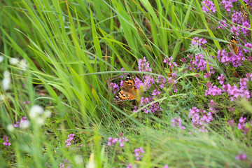 fresh thyme grows in the meadow