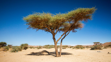 Obraz premium A tree in Tassili'N'Ajjer in Sahara Desert, Algeria