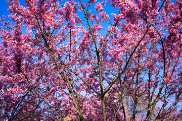 Spring Shidarezakura, Weeping Cherry, Beautiful Pink Cherry or Cherry Blossom, Blooming Spring Tree, Spring Floral Background, Sakura, Cherry Blossom, Cherry Tree with Flowers, Oriental Cherry Bloomin