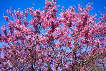Spring Shidarezakura, Weeping Cherry, Beautiful Pink Cherry or Cherry Blossom, Blooming Spring Tree, Spring Floral Background, Sakura, Cherry Blossom, Cherry Tree with Flowers, Oriental Cherry Bloomin