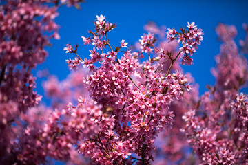 Spring Shidarezakura, Weeping Cherry, Beautiful Pink Cherry or Cherry Blossom, Blooming Spring Tree, Spring Floral Background, Sakura, Cherry Blossom, Cherry Tree with Flowers, Oriental Cherry Bloomin