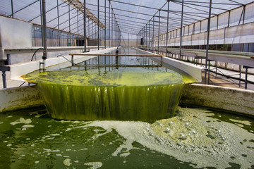 Raceway fotoreactor abierto para el cultivo de micro algas dentro de un invernadero