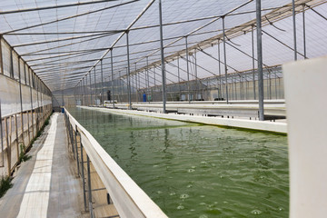 Raceway fotoreactor abierto para el cultivo de micro algas dentro de un invernadero