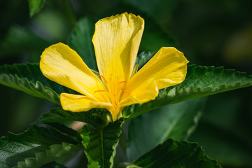 Five petal yellow flower of Turnera diffusa called Damiana with vegetation background.