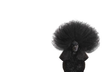 Portrait of black poodle