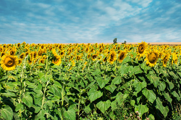 Fototapeta na wymiar Prettiest sunflowers field with cloudy blue sky. Closeup of sunflower on farm. Rural landscape.