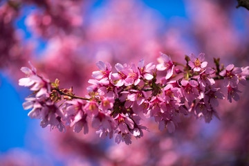 Spring Shidarezakura, Weeping Cherry, Beautiful Pink Cherry or Cherry Blossom, Blooming Spring Tree, Spring Floral Background, Sakura, Cherry Blossom, Cherry Tree with Flowers, Oriental Cherry Bloomin