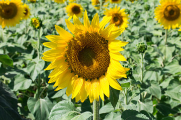 Obraz premium Prettiest sunflowers field. Closeup of sunflower on farm.