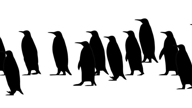 Penguins walking, animation on the white background