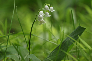 Obraz premium lily of the valley
